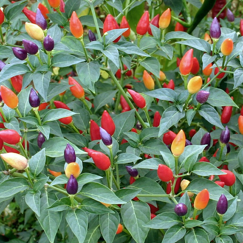 Benih Cili Hiasan Multicolored Ornamental Hot Pepper Seeds Ready