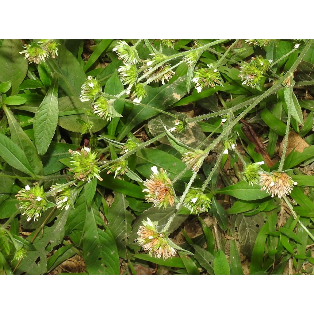 白花地胆头 甲状腺肿大 扁桃体炎 结膜炎 Whiteflower Earthgallgrass Shopee Malaysia