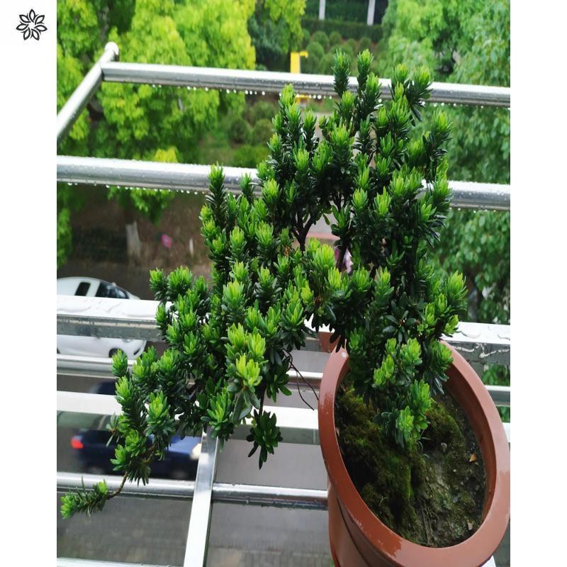 Podocarpus圆叶黑珍珠罗汉松小米叶雀舌树苗绿植盆栽盆景小品素材苗常青植物