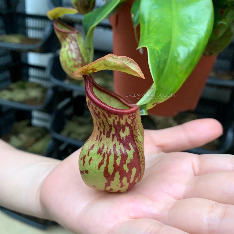 GPS Green Plant Society live plant Monkey Cup Nepenthes Gaya