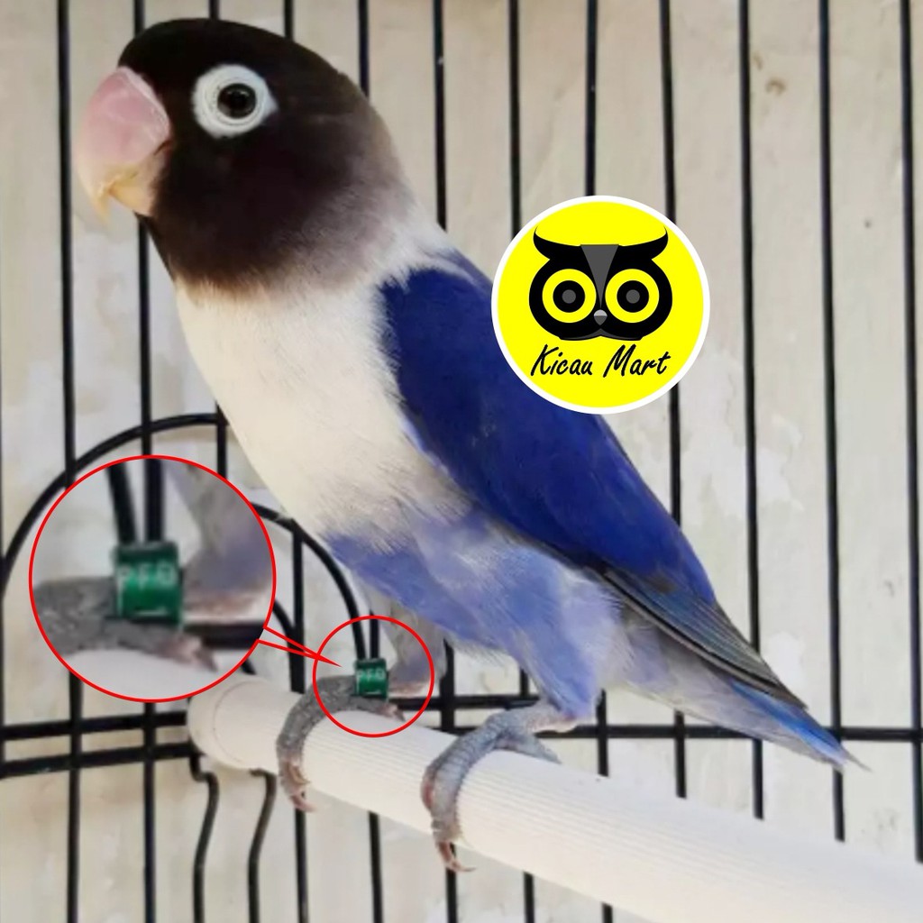 Bird Ring Laser Ring Lovebird Ring Love Bird Foot Marker Ring Bird Foot Ring Shopee Malaysia