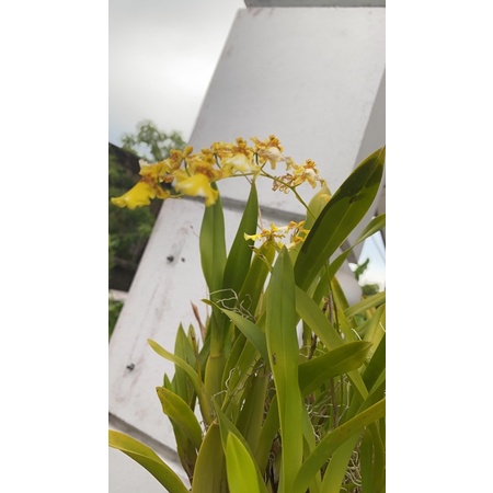 Oncidium Orchid Yellow Gold Orchid Yang Cantik Lagi Menawan Blog Sihatimerahjambu