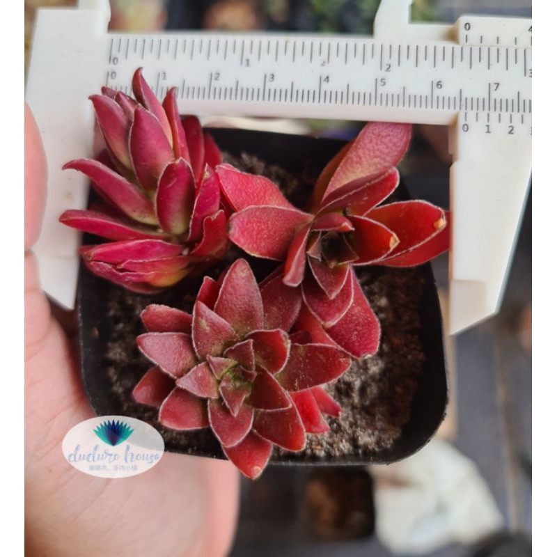 Update 08may21 红叶祭crassula Momiji Matsuri 多肉植物succulent Import 进口