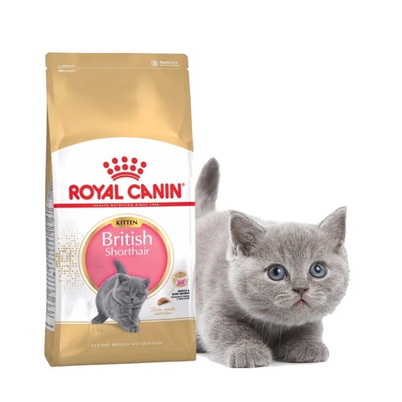 makanan kucing british shorthair