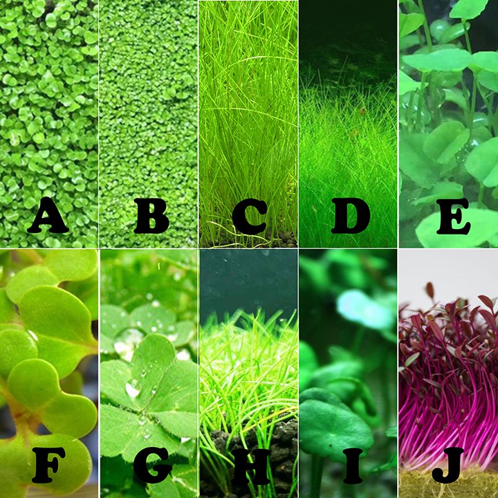 🔥Ready Stock🔥Aquarium Plant Seed Water Grass Foreground Aquatic Plants