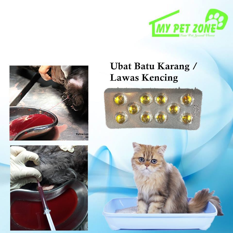 Ubat Batu Karang Kucing Urine Stone Lawas Kencing 10 Capsule Shopee Malaysia