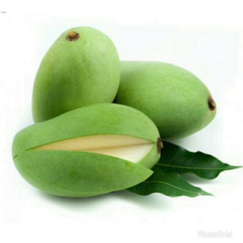 Pauh Ringan Mangga Telor Magga Masam Shopee Malaysia