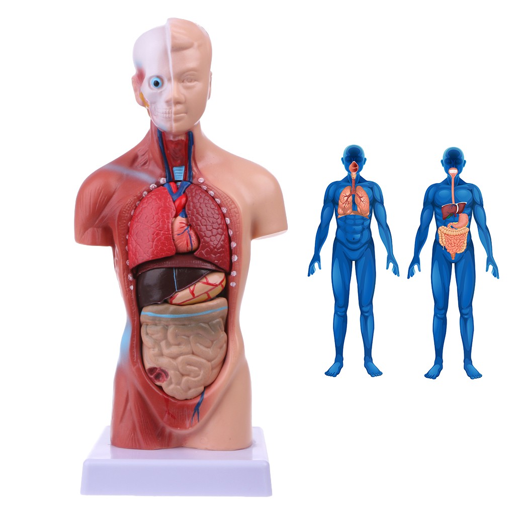 Download Anatomy Models Bundle Set Of 4 Medical Skeleton Brain Heart Internal Organs Educational Fireszone Science Nature