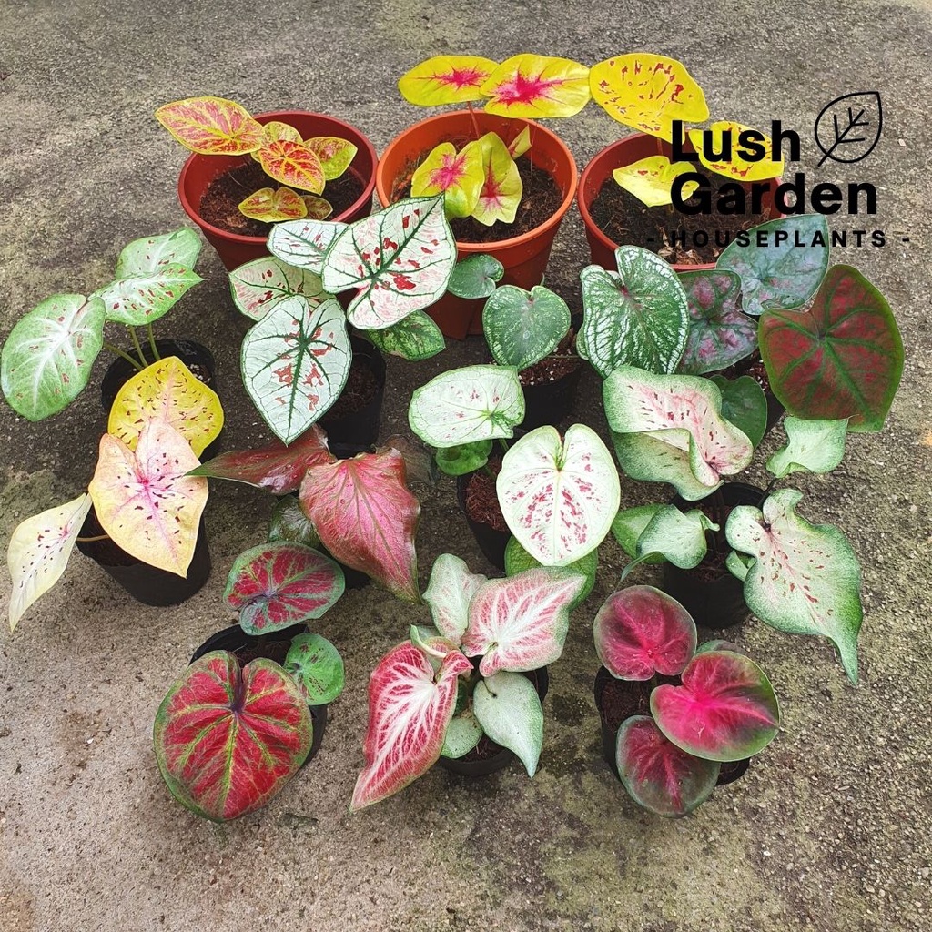 Caladium dwi warna