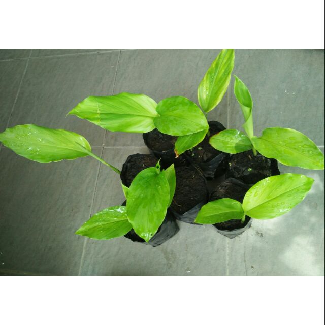 Anak Pokok Daun Kunyit 1 Polibeg Ready Stock