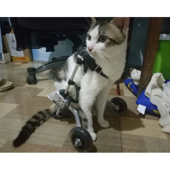 Cat / Dog Pet Wheelchair - Adjustable Walking Wheels Kerusi Roda Haiwan