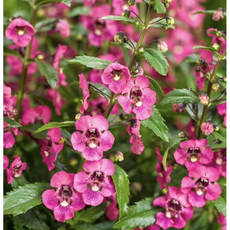 Angelonia Plant薰衣天使花 Shopee Malaysia