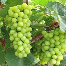 Grape Green - Seed (per 500g)
