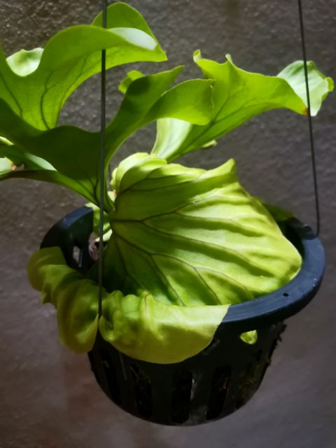 Platycerium Ridleyi Wide Leaves Form 宽叶亞洲猴腦鹿角蕨 Shopee Malaysia