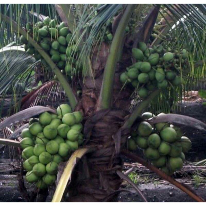 Anak pokok kelapa tacunan | Shopee Malaysia