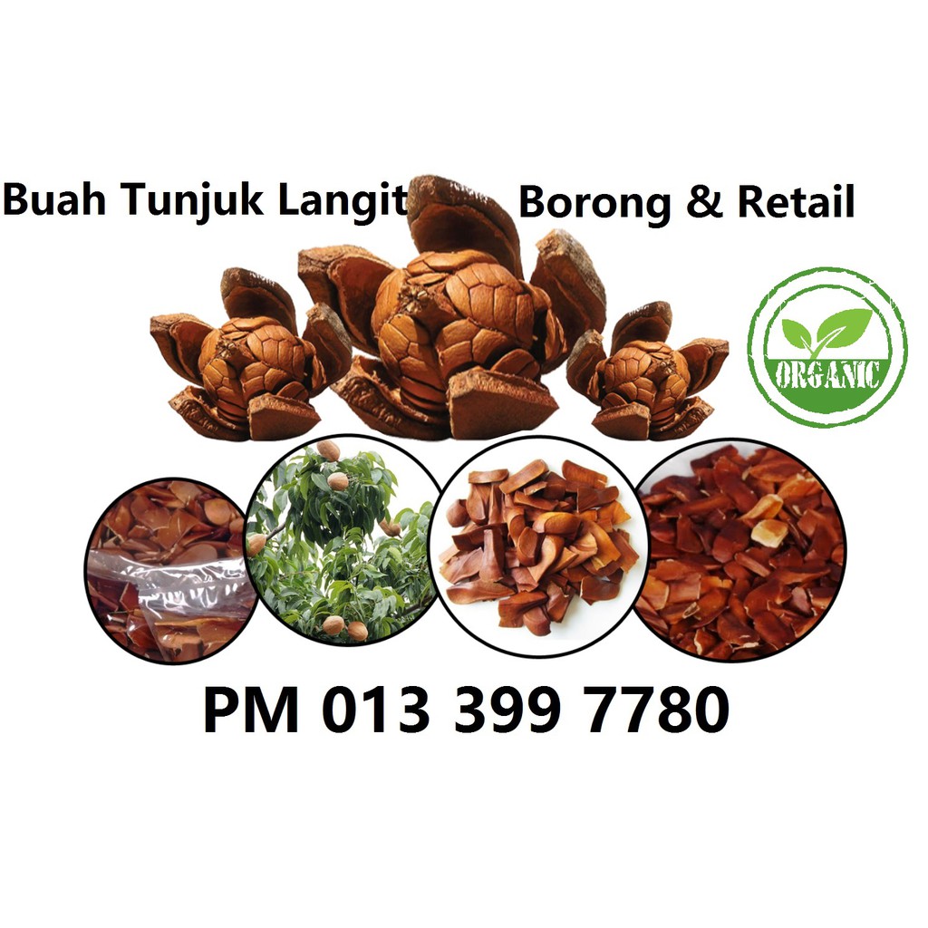 500g Tunjuk langit seeds , 500g buah Tunjuk langit ,500g ...