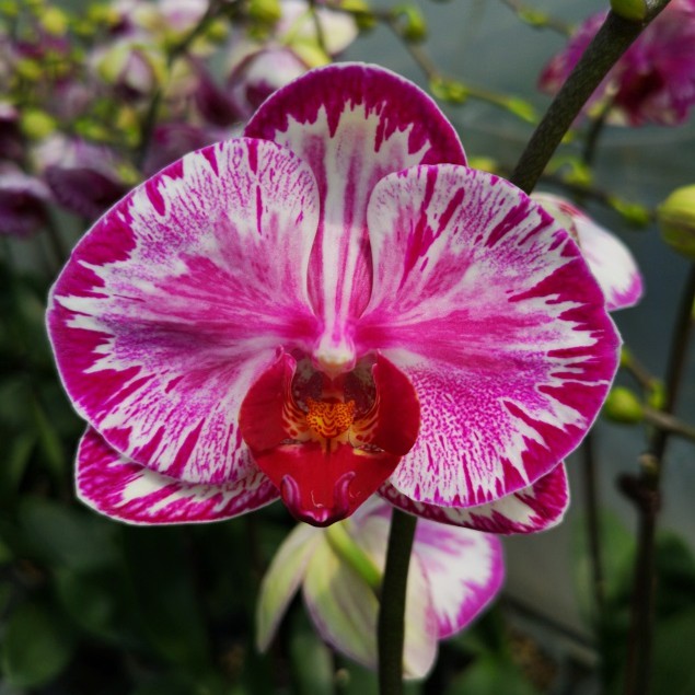 TAIWAN Phalaenopsis 'Red Cat' Big Moth Hybrid Orchid Shopee Malaysia