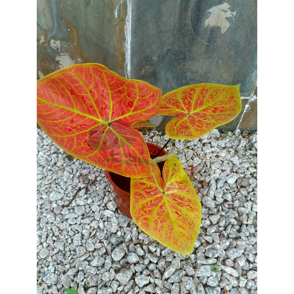 Buy Live Plant Caladium New Wave Bicolor Strawberry Burning Heart Hilo Beauty Daun Keladi 彩叶芋花叶芋五彩芋 Riverview Flora Seetracker Malaysia