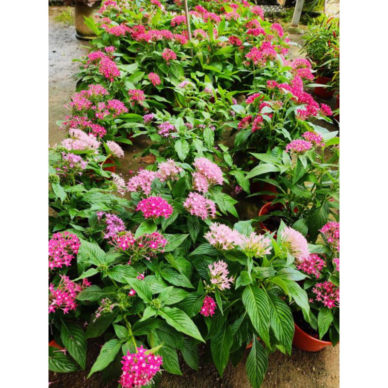 Buy Anak Pokok Bunga Pentas Lanceolata Merah Pink Pokok Hidup Live Plant Seetracker Malaysia