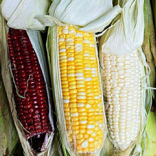 Jagung Cameron Highland Susu Mutiara Pulut