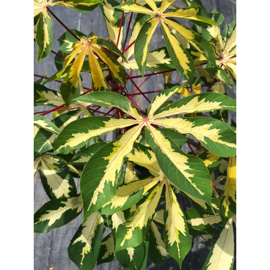 Variegated Leaves Tapioca Sapling Anak Pokok Ubi Kayu Batik Shopee Malaysia