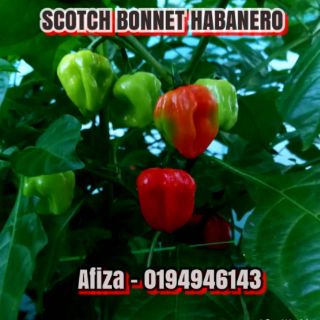 biji benih cili habanero / geronong/ kulai 461 | Shopee ...