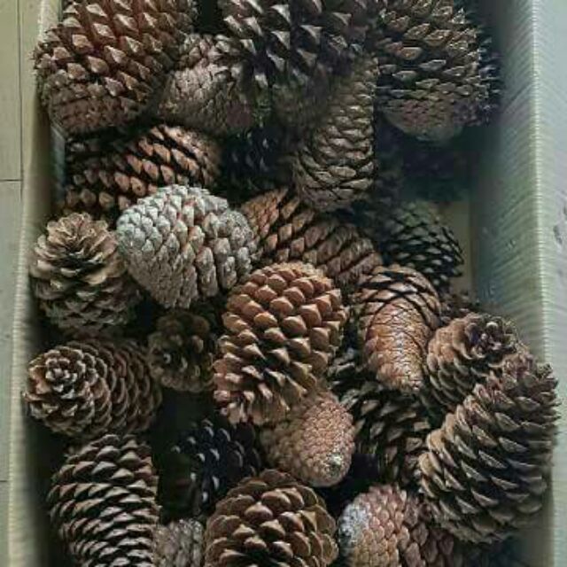 nenas batu ubat batu karang