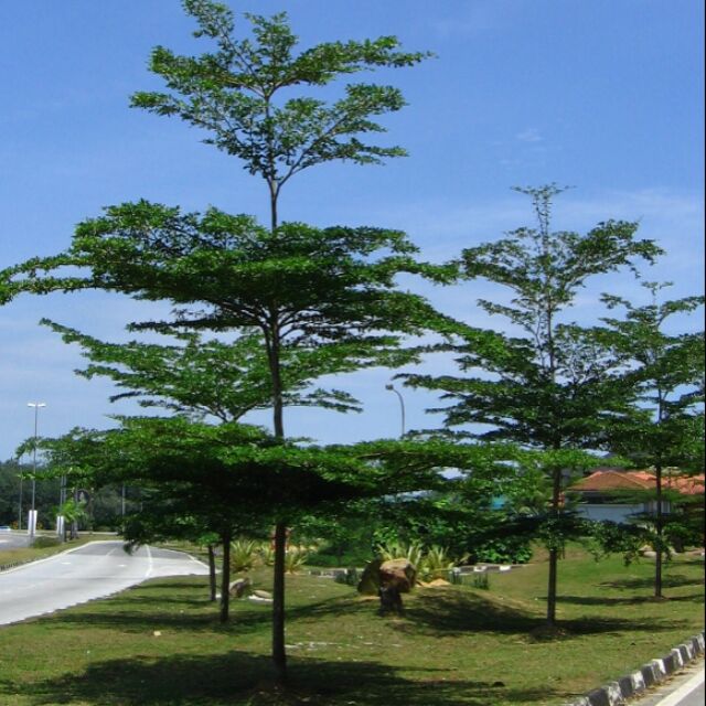 Pokok pucida(POKOK DOA HIJAU) | Shopee Malaysia