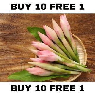 Bunga Kantan 💯 Fresh Buy 10 FREE 1 Ginger Flower Torch Flower Bunga Laksa