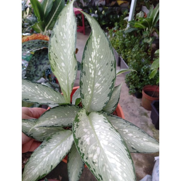 Dieffenbachia Silver Indoor Plants Shopee Malaysia