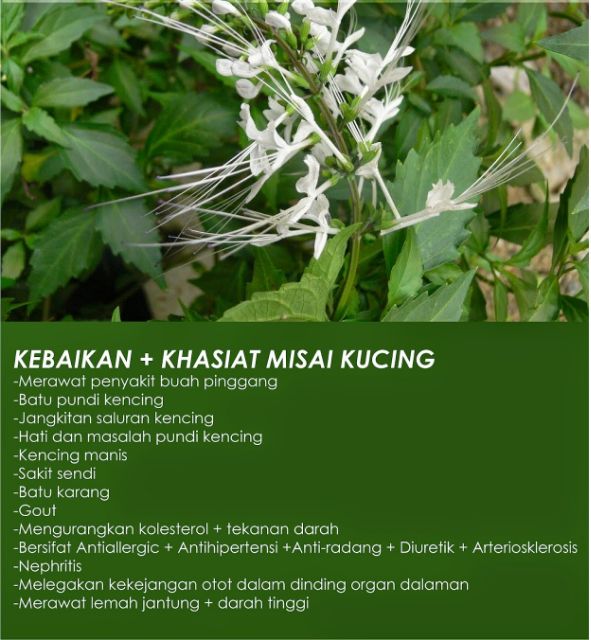 🌼 TEH HERBA MISAI KUCING DR.AFRCANA (ZHULIAN)+ Free gift 