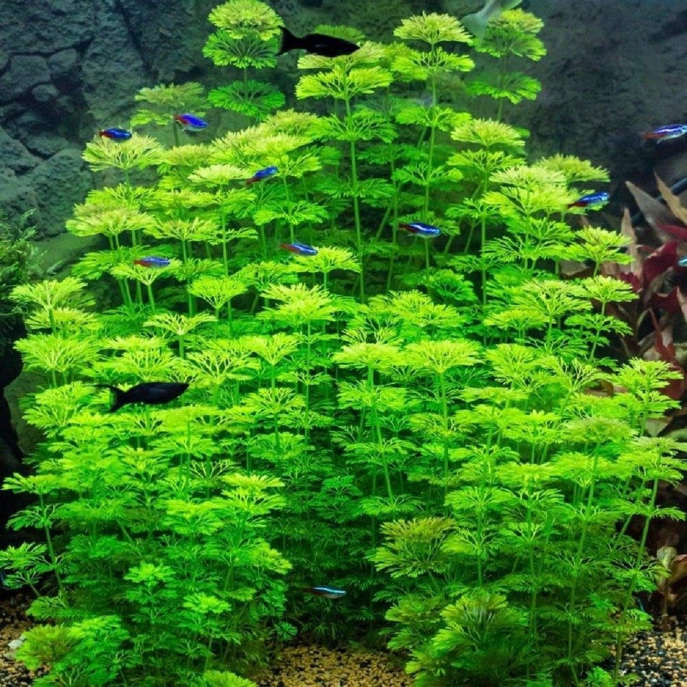 Limnophila sessiliflora Aqua Plants Shopee Malaysia