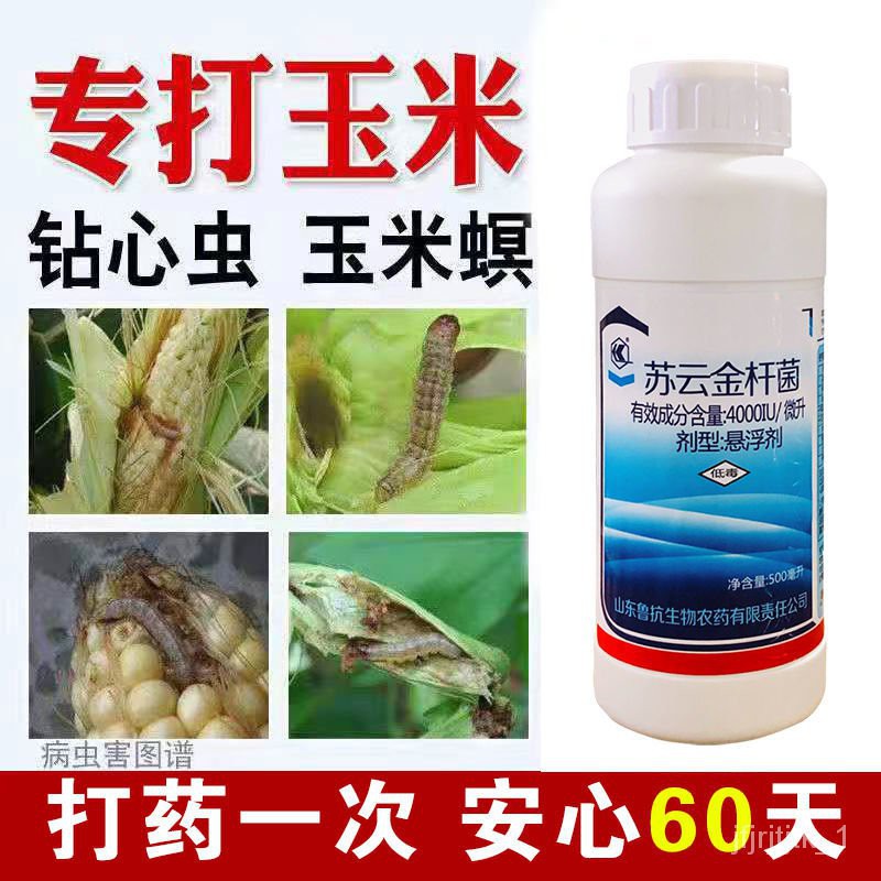 Corn Borer Insecticide – Monitoring Worm Pests in Sweet Corn – EYDY
