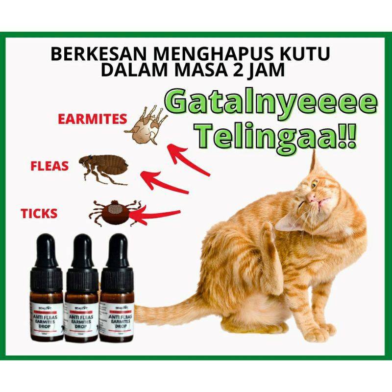⭐Ear mites Anti Fleas Ubat kutu badan kucing telur kutu kucing ⭐
