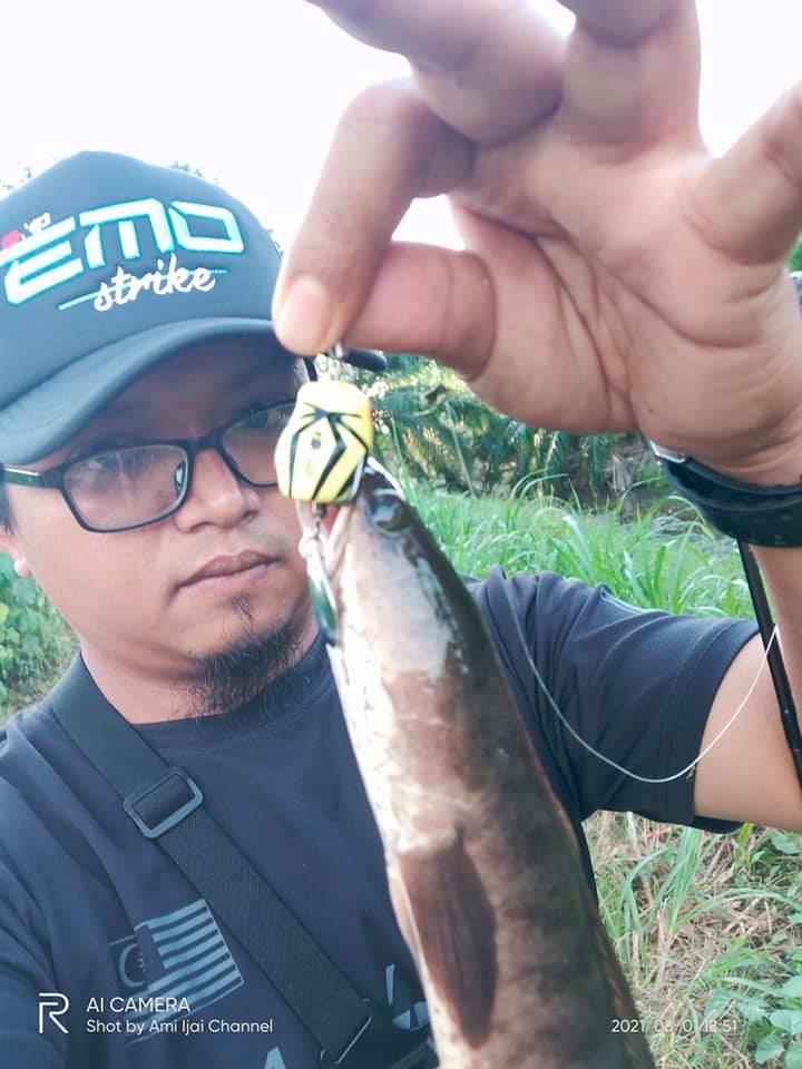 EXP LABAH A FROG Soft Rubber Frog Expert For Snakehead Hunter Haruan/Toman  Bunga/Bujuk Umpan Casting Katak Tiruan Palsu Penang, KL, Malaysia Supplier,  Manufacturer, Wholesaler, Distributor, Specialist