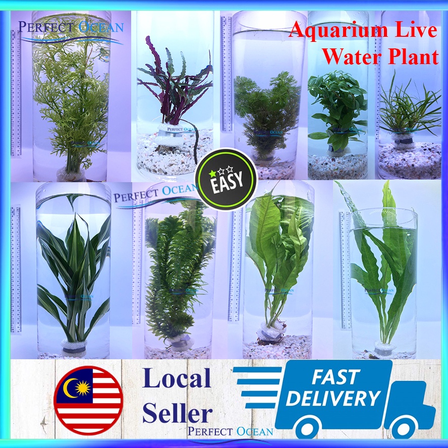 Aquatic Live Aquarium Water Plant Low Level Aquascape Java Fern Moss Narrow Leaf Pokok Tank READY STOCK| Perfect Ocean