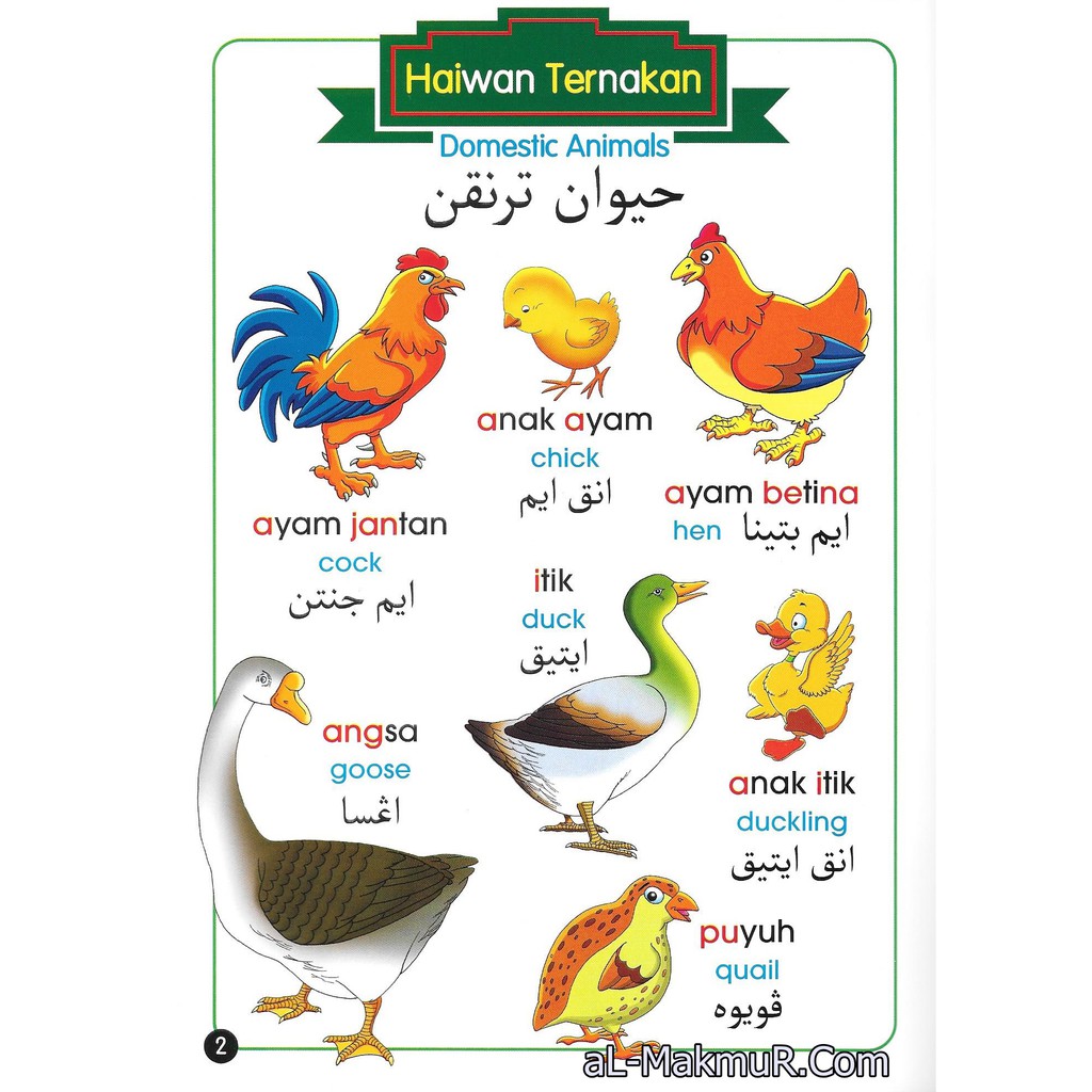 Itik Dalam Bahasa Arab - Doa Menyembelih Bebek Jantan Betina Arab