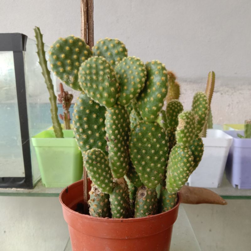 Cactus Real Plants Pokok Bunga Kektus Shopee Malaysia