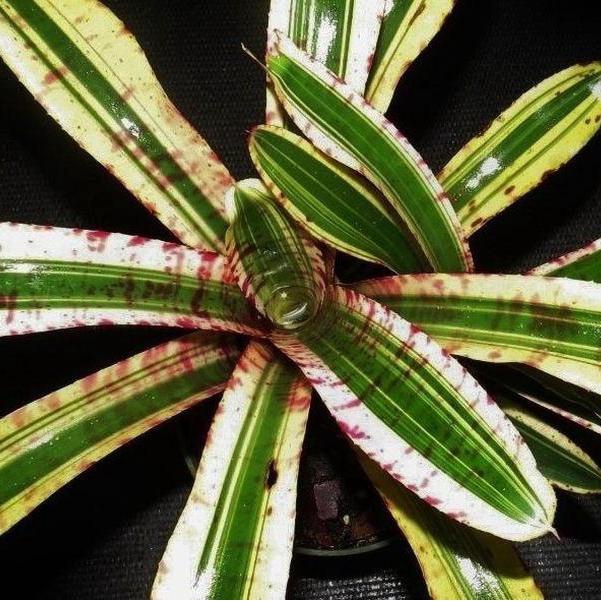 SPECIAL & RARE BROMELIAD / NEOREGELIA 'HARPO' (ALBINO SUB SPECIES ...