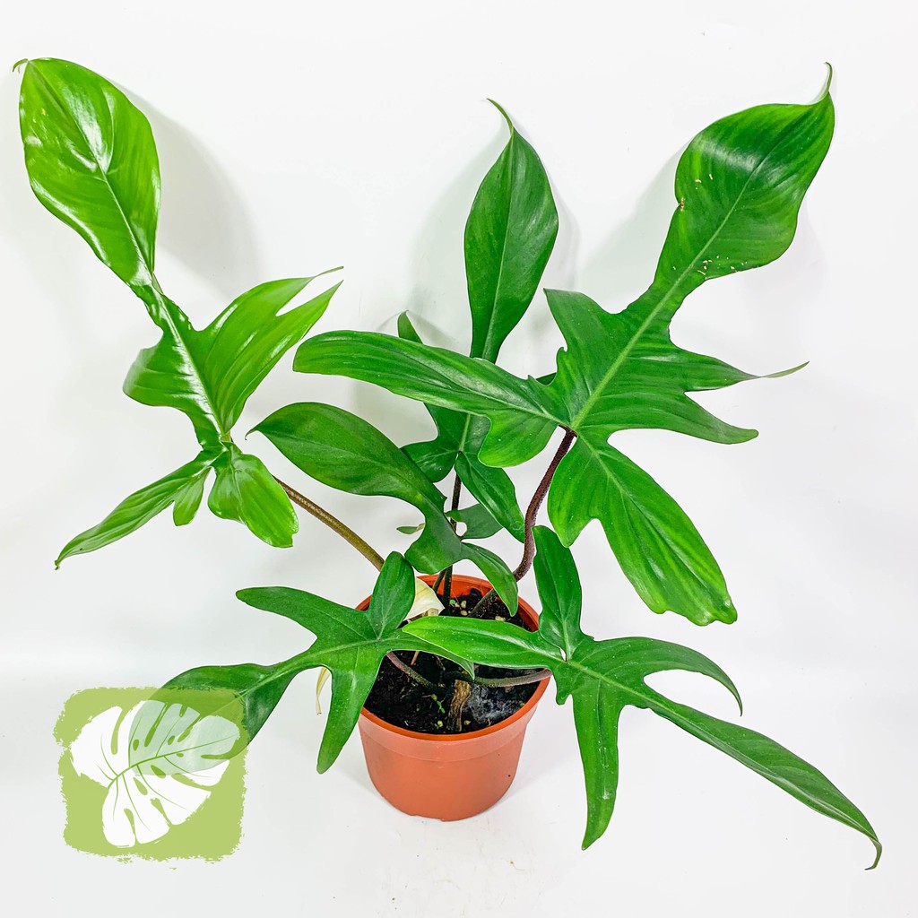 philodendron