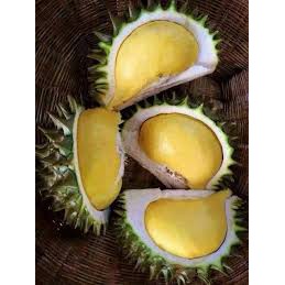 REAL LIVE ] ANAK BENIH POKOK BUAH DURIAN NOK KRA CHIP ( KLON BARU DARI THAILAND )