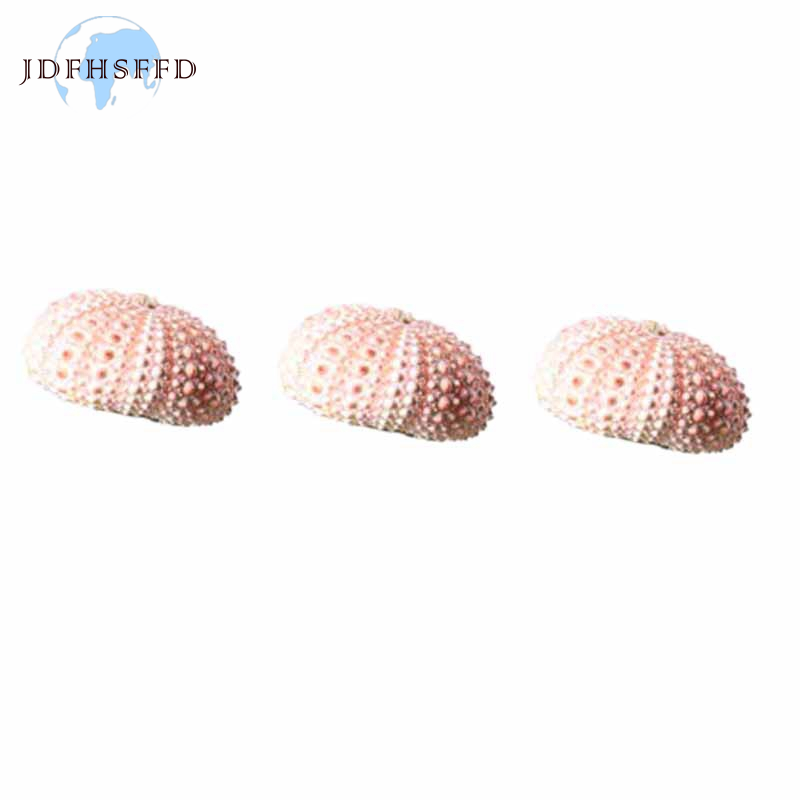 3pcs Small Ornaments Of Sea Shells And Sea Urchin Shells Excluding Plants Shopee Malaysia