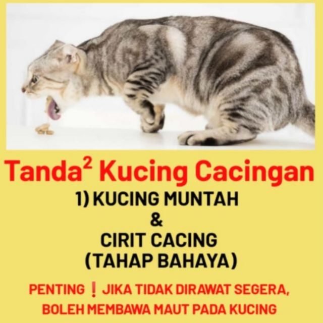 Kesan Selepas Makan Ubat Cacing Kucing