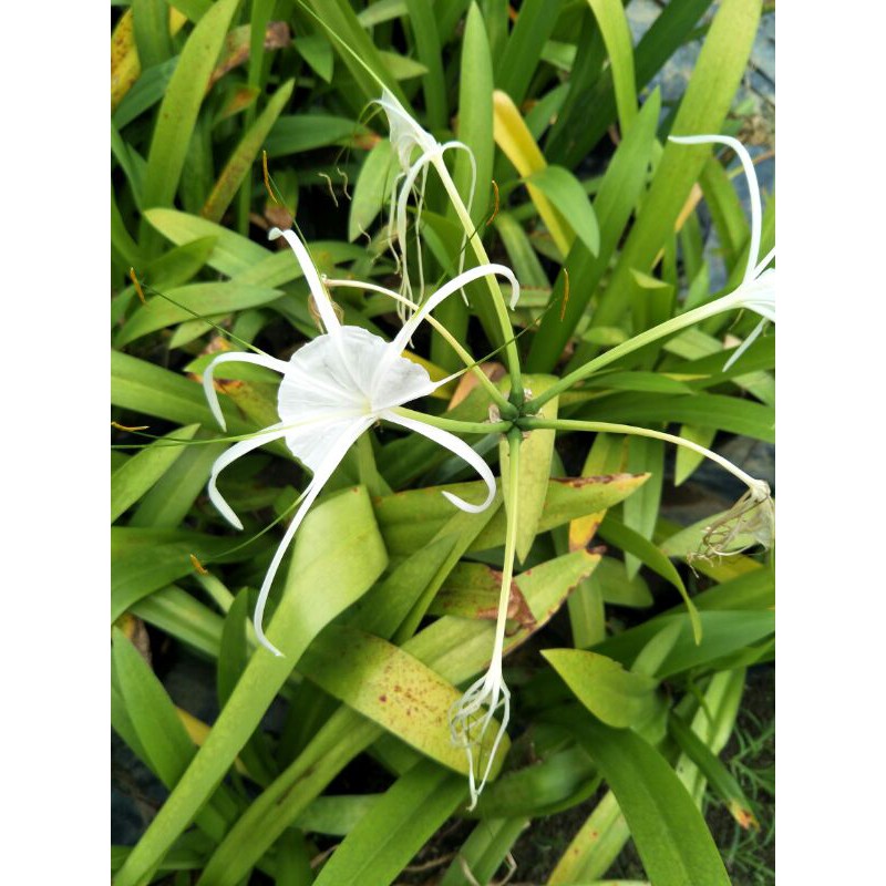 Pokok Spider Lilly Bunga Putih Besar Wangi Tinggi Pokok Panjang Daun Lebih Dpd 30cm Shopee Malaysia