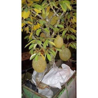 Pokok Durian Musang King Hybrid 2 3 Kaki Shopee Malaysia