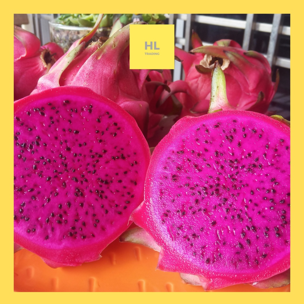 Red Dragon Fruit/ Buah naga/Fresh Fruit/Direct From Farm [set]– M size / L size / XL size / XXL size