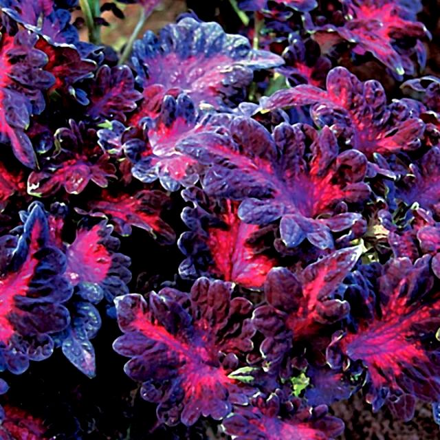 Coleus Black Dragon Pokok Hati Ati Ati Shopee Malaysia