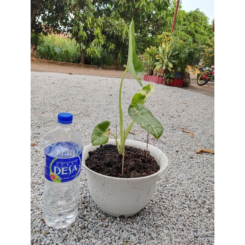 Buy Keladi Albino SeeTracker Malaysia Buy Keladi Albino SeeTracker Malaysia