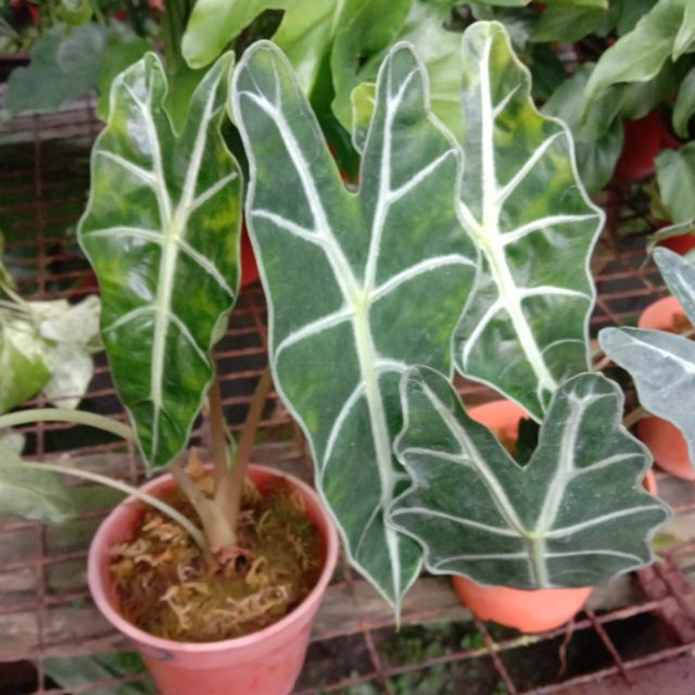 Pokok Keladi Alocasia  Outdoor palant indoor plant Shopee 