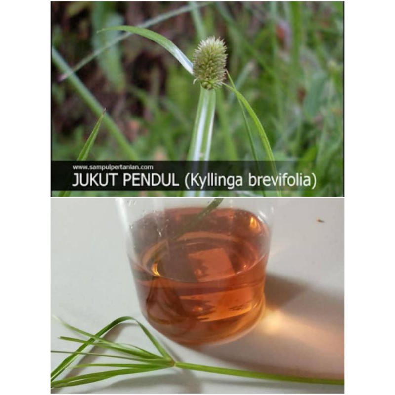 Herba Rumput Pendul/Mata Lalat Baik untuk Kucing PARVO Virus 